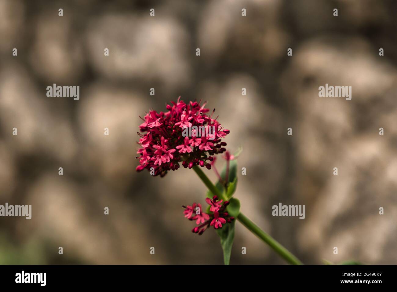Shallow focus shot of red valerian flowers Stock Photo