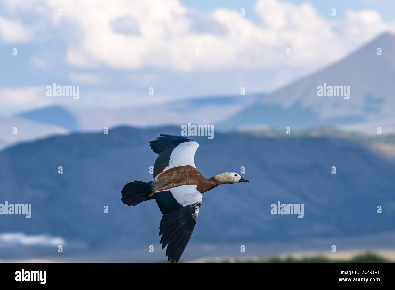 Beautiful shot of flying ruddy shelduck with mountains background Stock ...