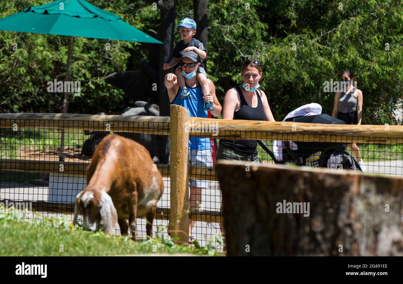 Toronto, June 19. 23rd Nov, 2020. Visitors look at a goat at the Toronto Zoo in Toronto, Canada, on June 19, 2021. The Toronto Zoo officially reopened to the public on Saturday after being closed to visitors since November 23, 2020. Credit: Zou Zheng/Xinhua/Alamy Live News Stock Photo
