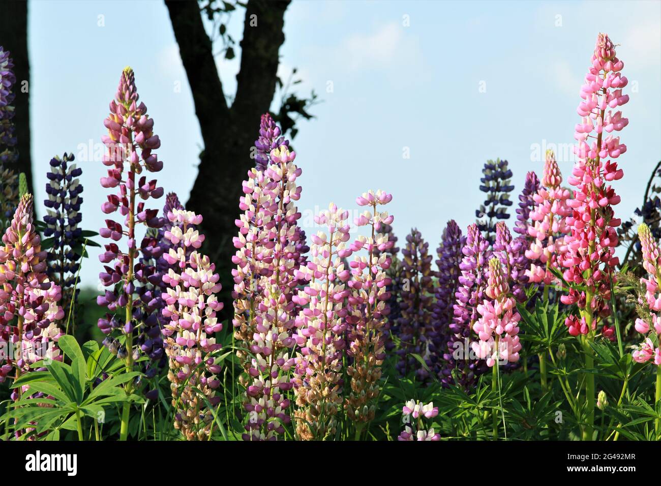 Close up of colorful pink and purple lupins Stock Photo