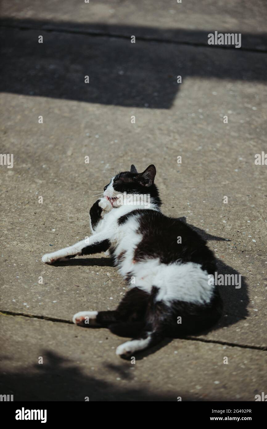 Vertical shot of a black and white cat lying on the ground Stock Photo ...