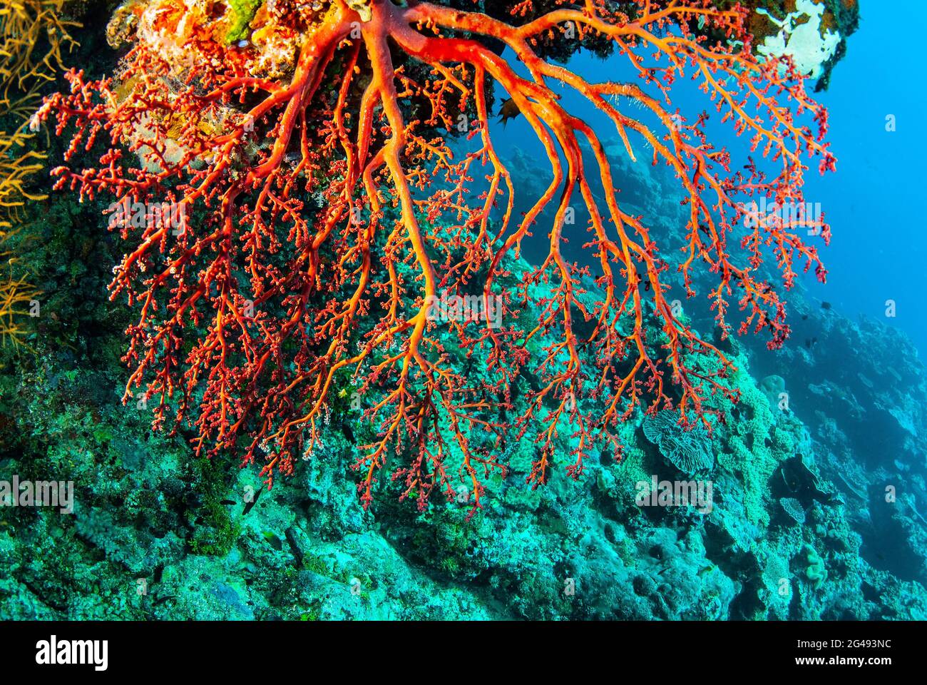 Red sea fan, polyps withdrawn, Solomon Islands Stock Photo