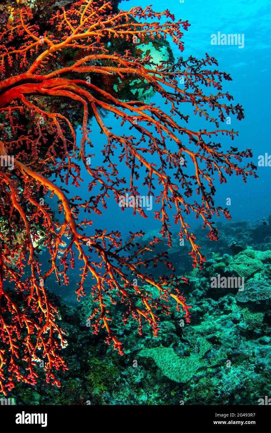 Red sea fan, polyps withdrawn, Solomon Islands Stock Photo