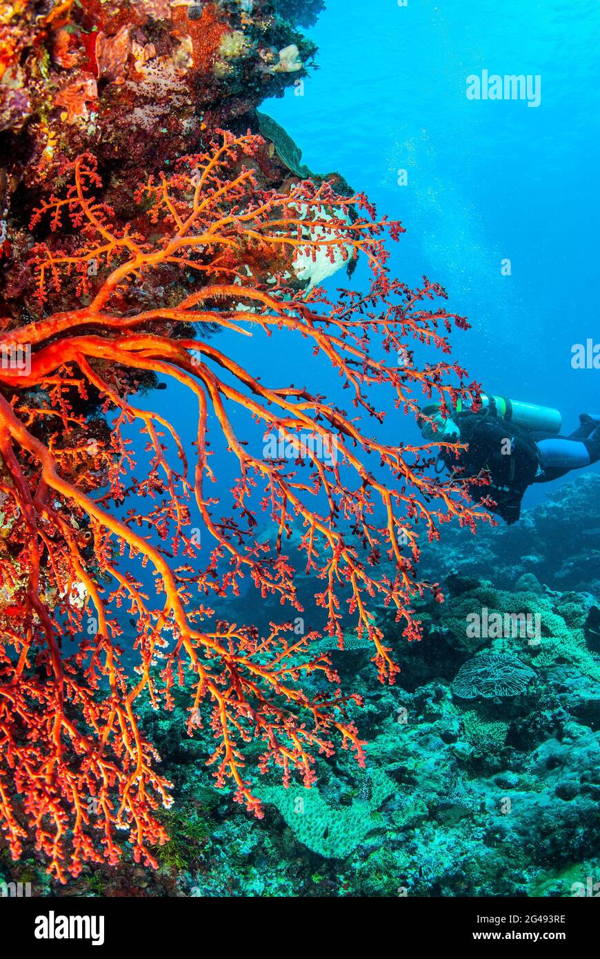 Diver and red sea fan, polyps withdrawn, Solomon Islands Stock Photo