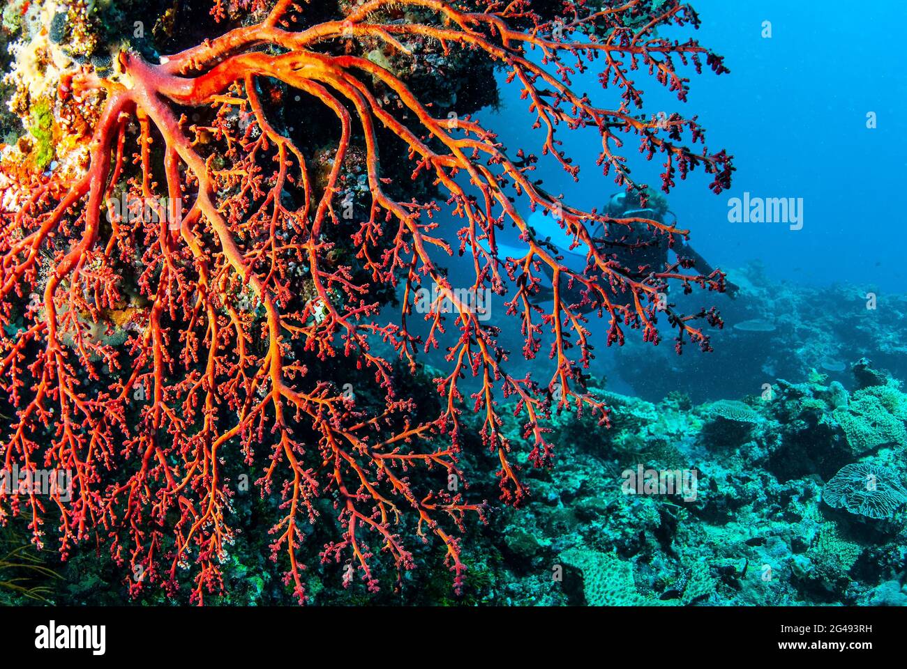 Diver and red sea fan, polyps withdrawn, Solomon Islands Stock Photo