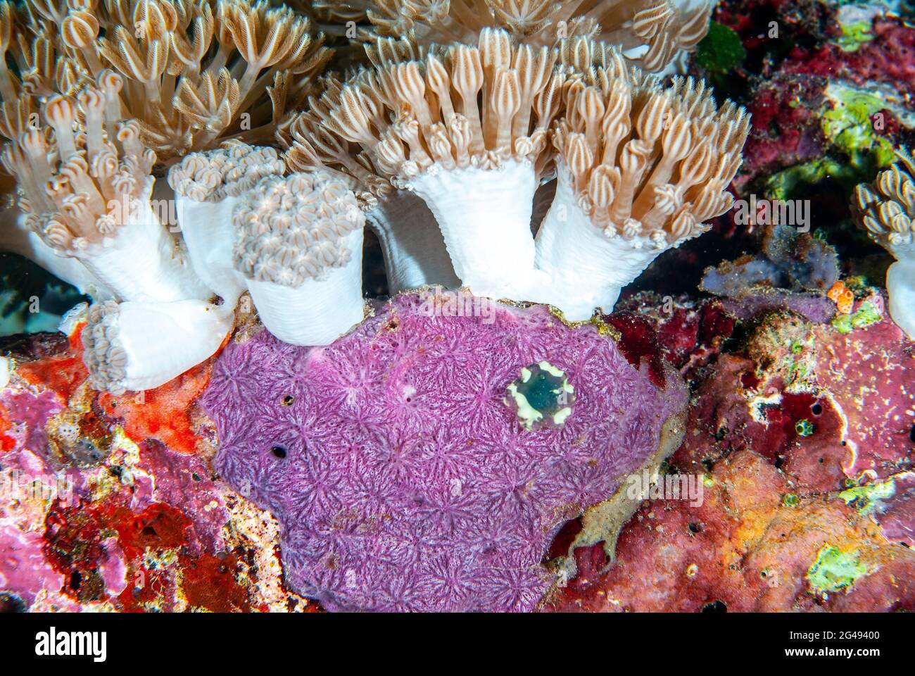 Lavender sponge and colony of anemones, Solomon Islands Stock Photo