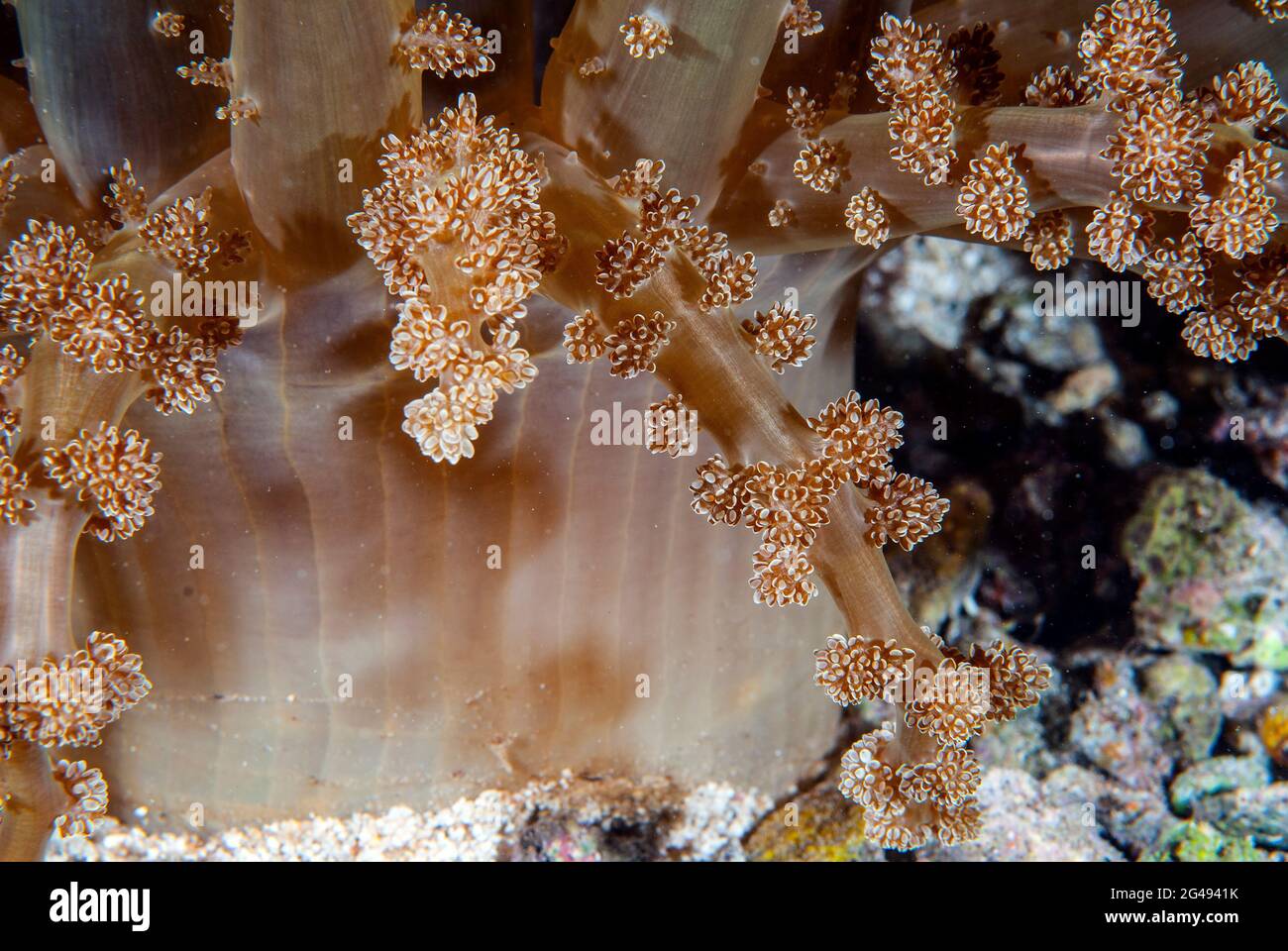 Detail of orange soft coral, Solomon Islands Stock Photo