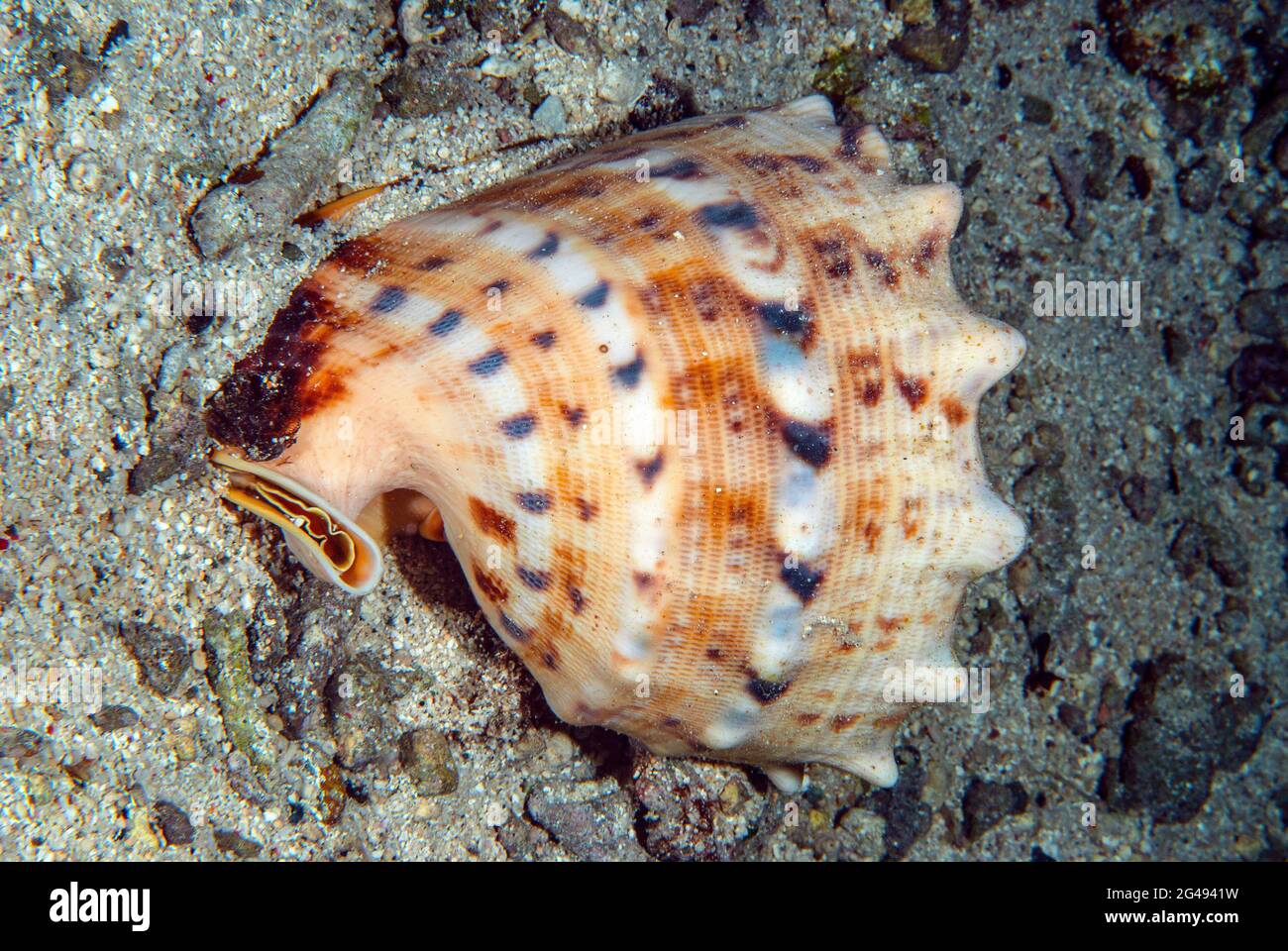 Cassis cornuta sea snail, common name the horned helmet, Solomon Islands Stock Photo