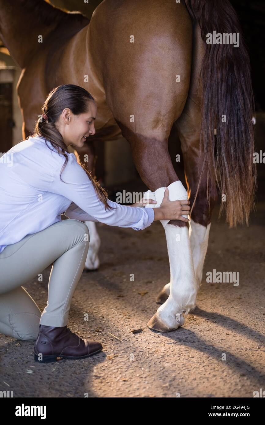 Side view of female vet bandaging horse leg Stock Photo Alamy