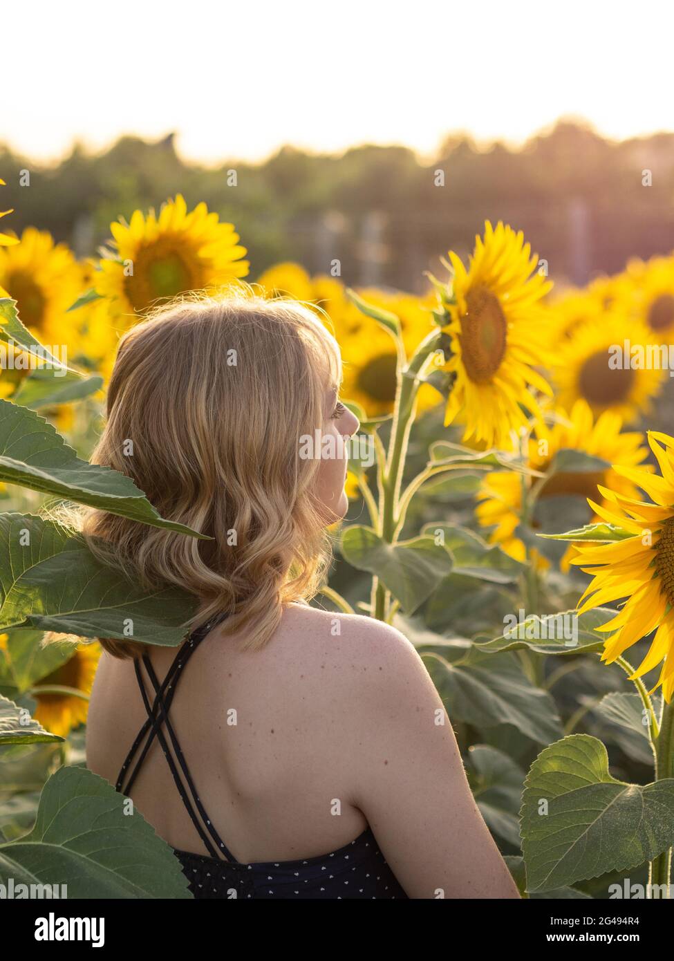 Backshot of a young blonde watching scenery in the sunflower field Stock  Photo - Alamy