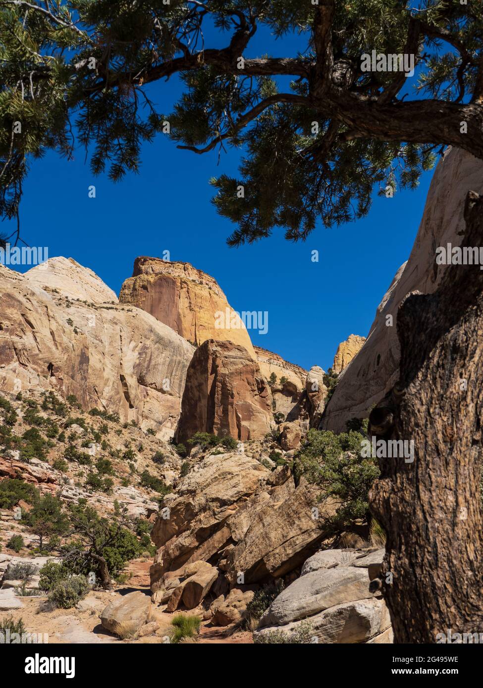 Golden Throne Trail, Capitol Gulch, Capitol Reef National Park, Torrey, Utah. Stock Photo