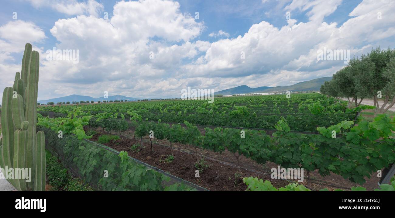 vineyard sown with grapes, Queretaro Mexico, green field, blue sky white clouds with mountain view, spring day, no people Stock Photo
