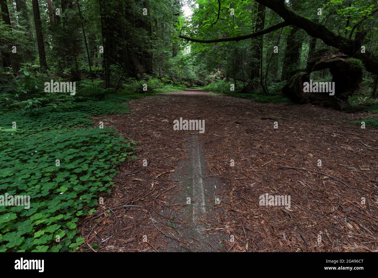 Abandoned section of the Avenue of the Giants and US 101 near