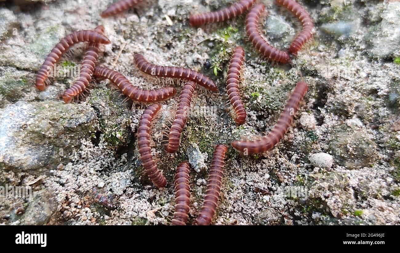 The closeup of worms on rocks Stock Photo