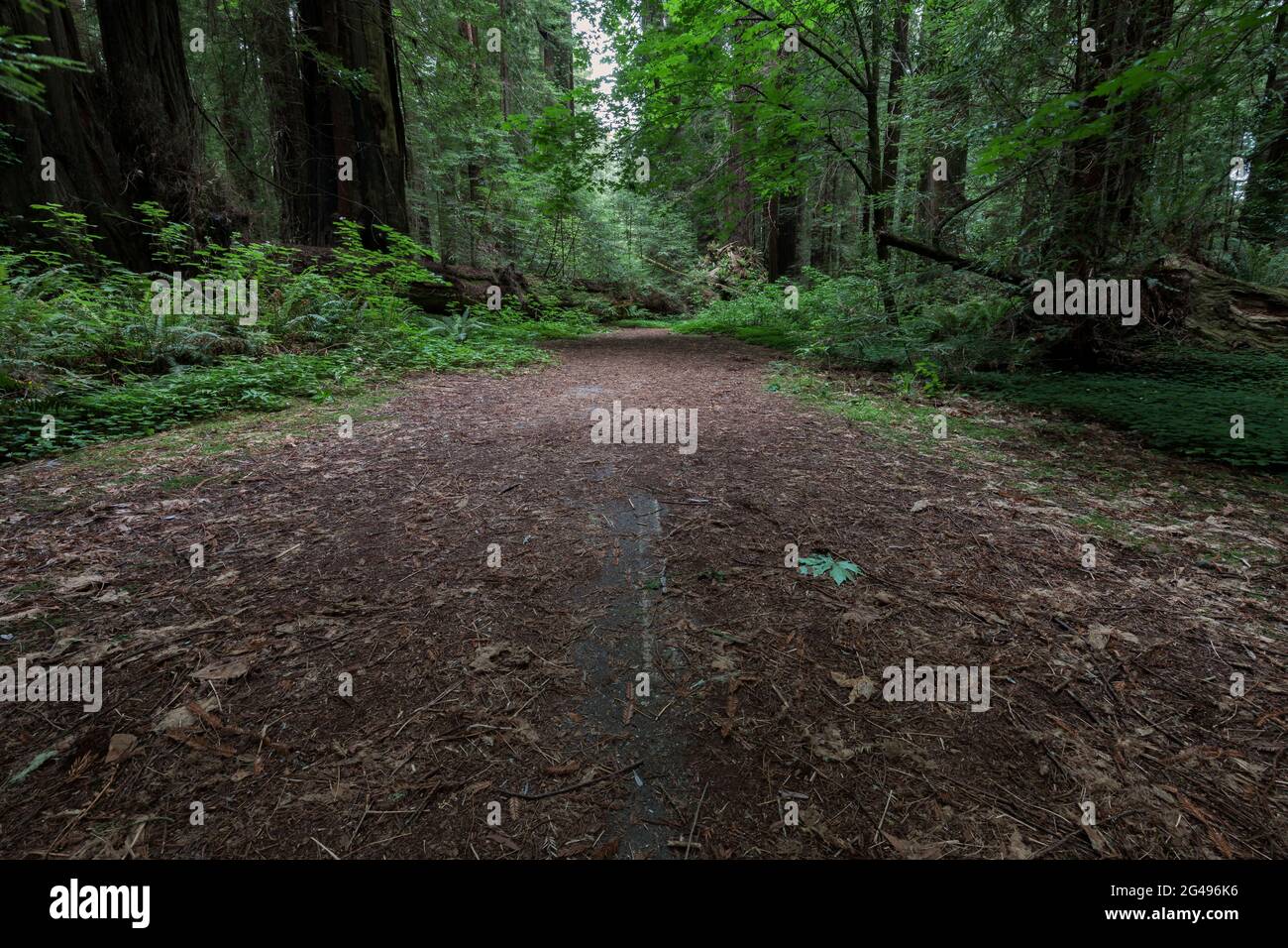 Fallen redwood tree now blocks an abandoned section of the Avenue of the Giants and US 101 near Pepperwood along the Redwood Highway in Northern Calif Stock Photo