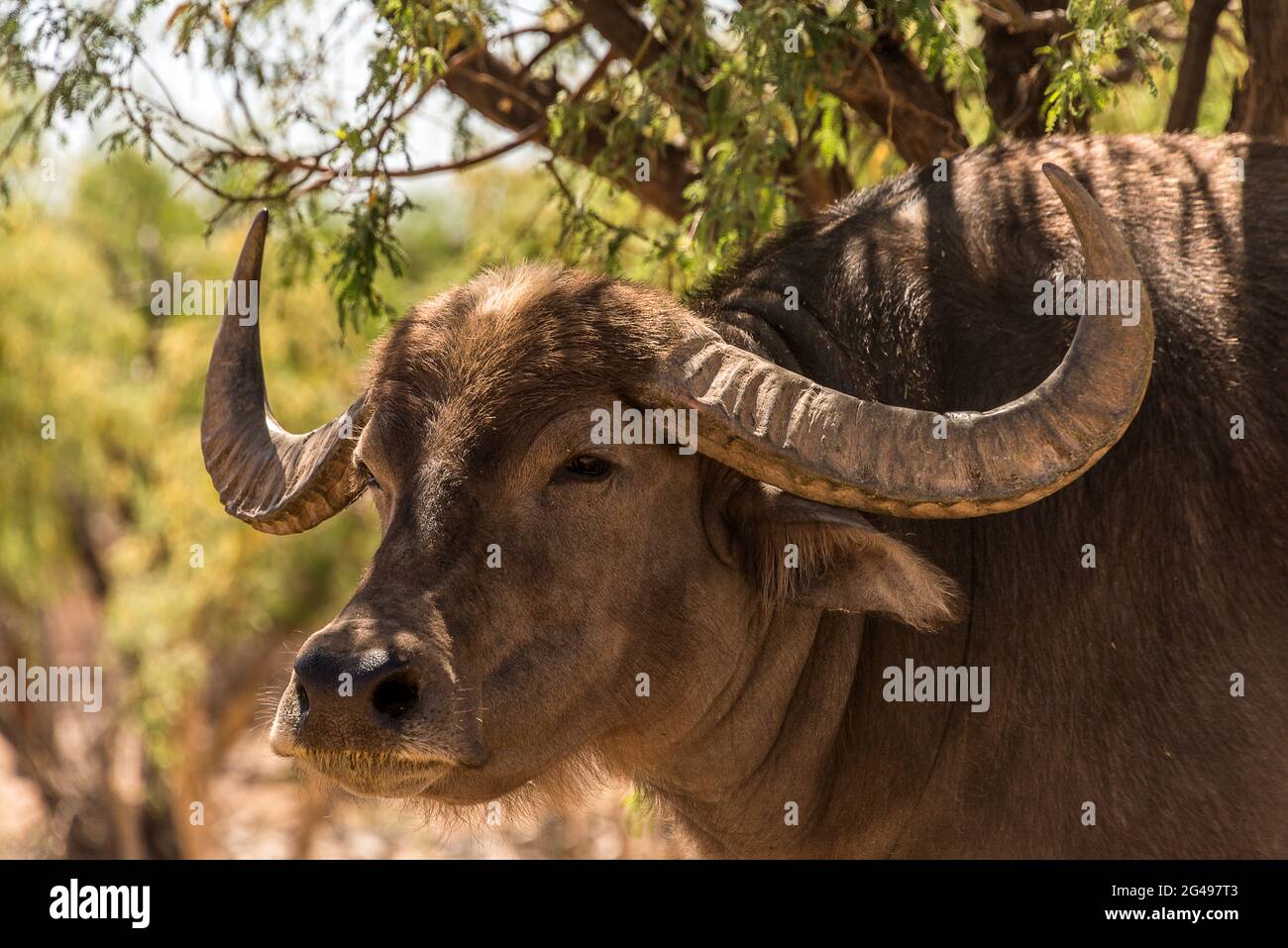 A Water Buffalo Stock Photo