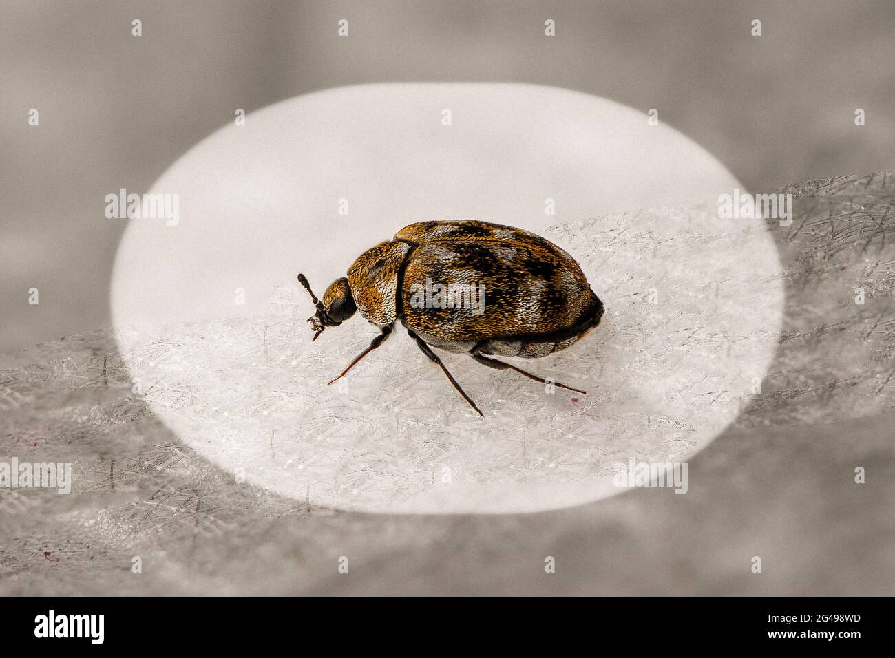A closeup shot of a Skin beetle under the microscope Stock Photo Alamy