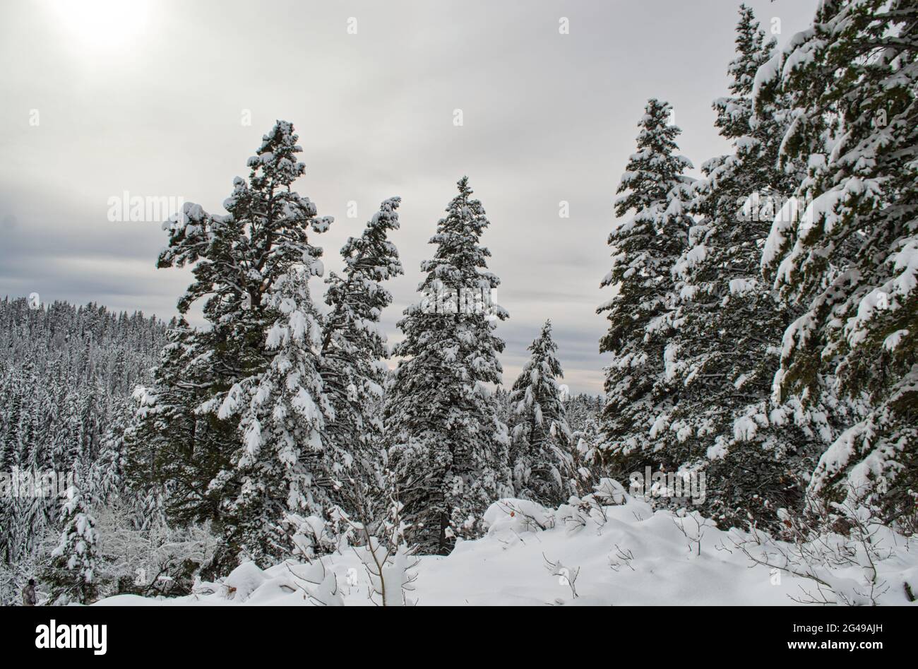 A snowy mountain forest covered with pine trees on background of the ...
