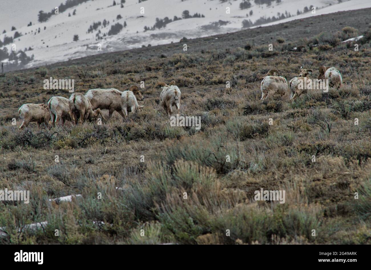 Group of mountain goats grazing vegetation on the hill Stock Photo - Alamy