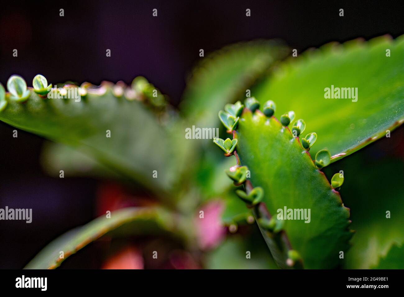 A closeup shot of a beautiful Kalanchoe pinnata plant leaves Stock ...
