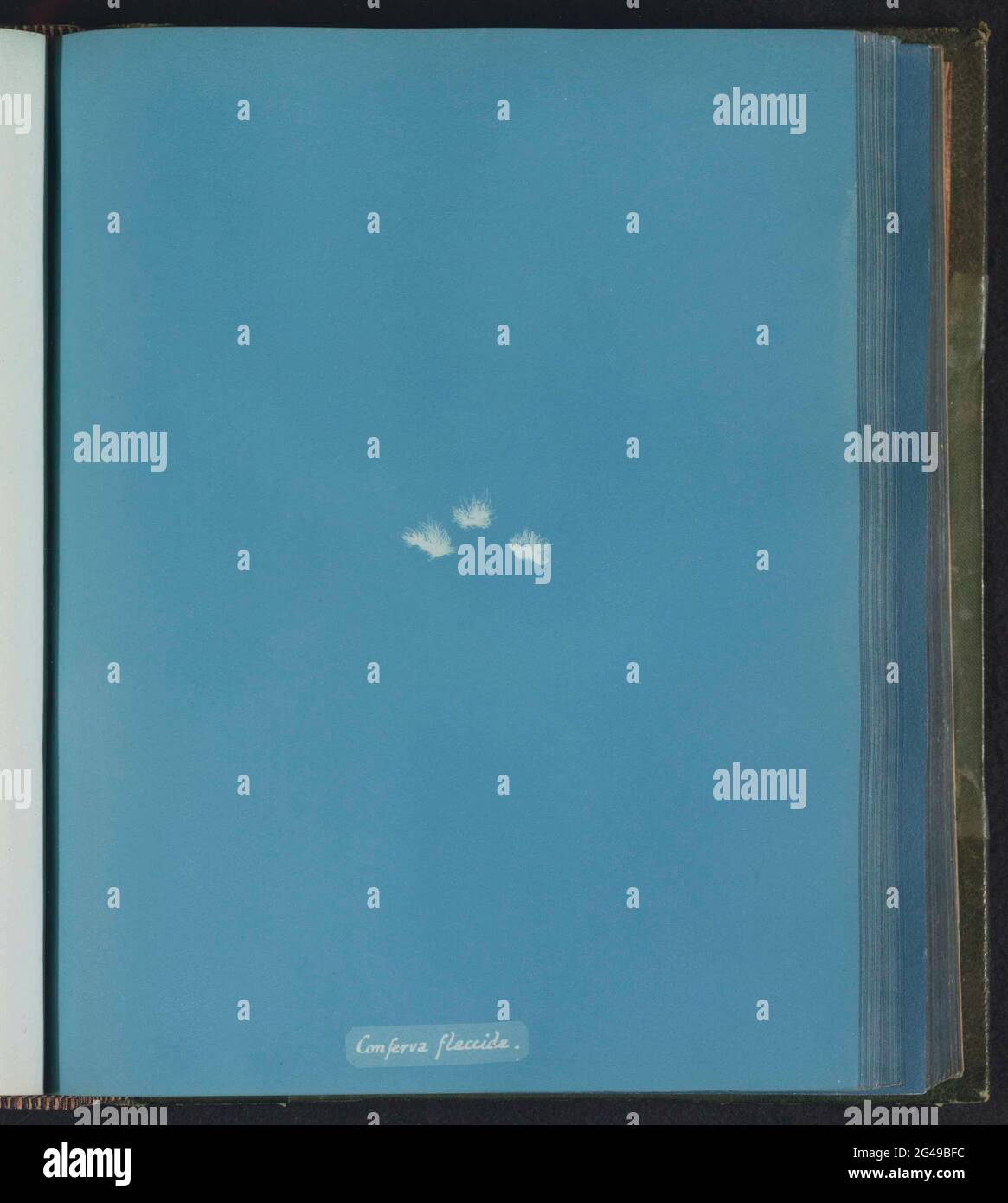 Conferva flaccida hi-res stock photography and images - Alamy