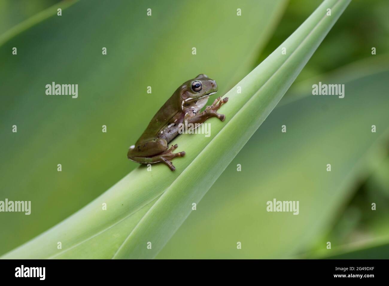 Green Tree Frog Perched On Agave Plant Stock Photo