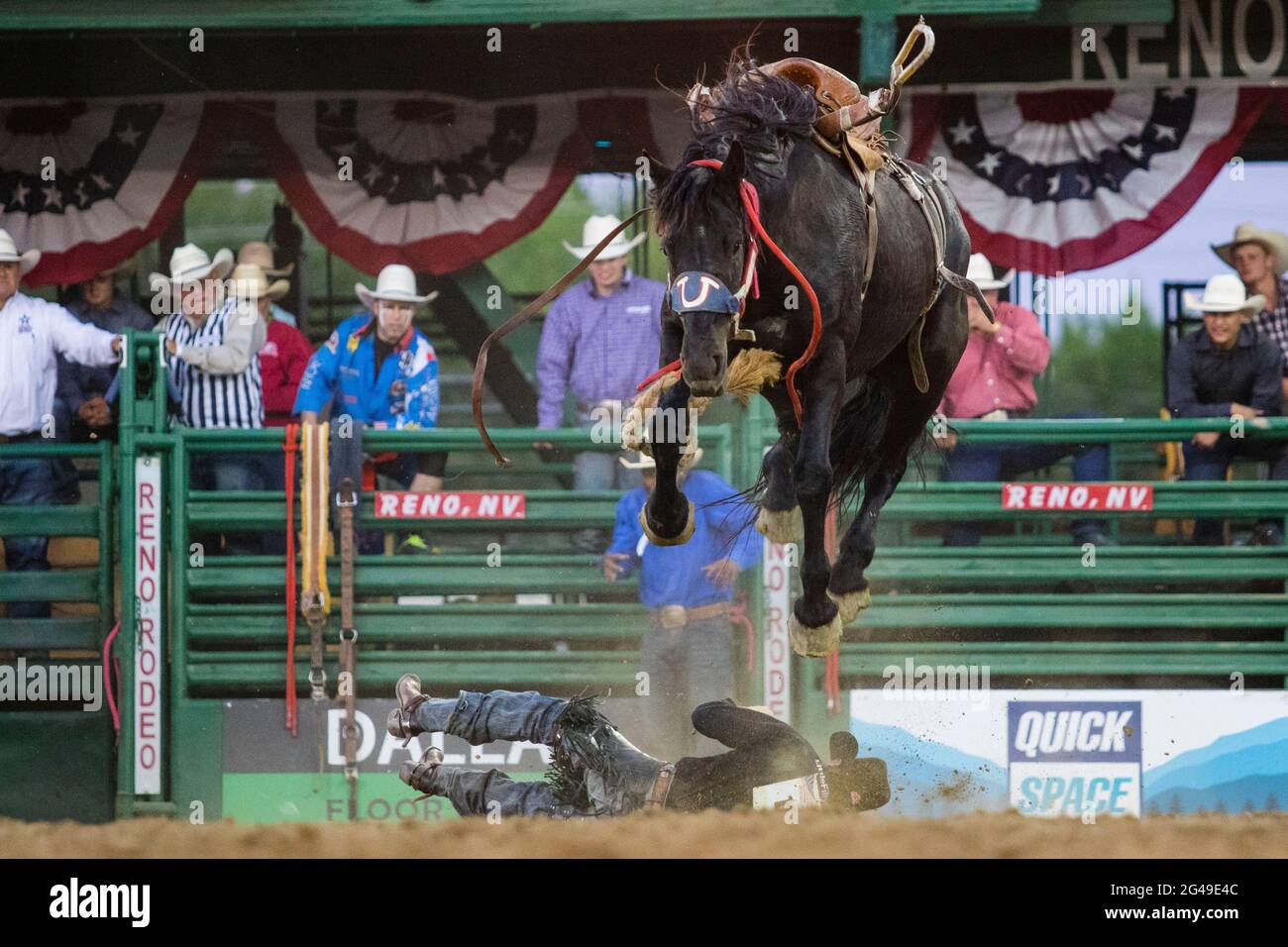 Bronco rider on the ground after being tossed by a bronco.The Reno ...