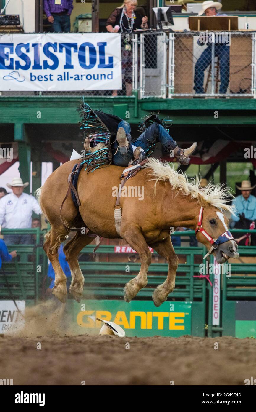 A bronco rider barley holds on.The Reno Rodeo enters its second day of ...