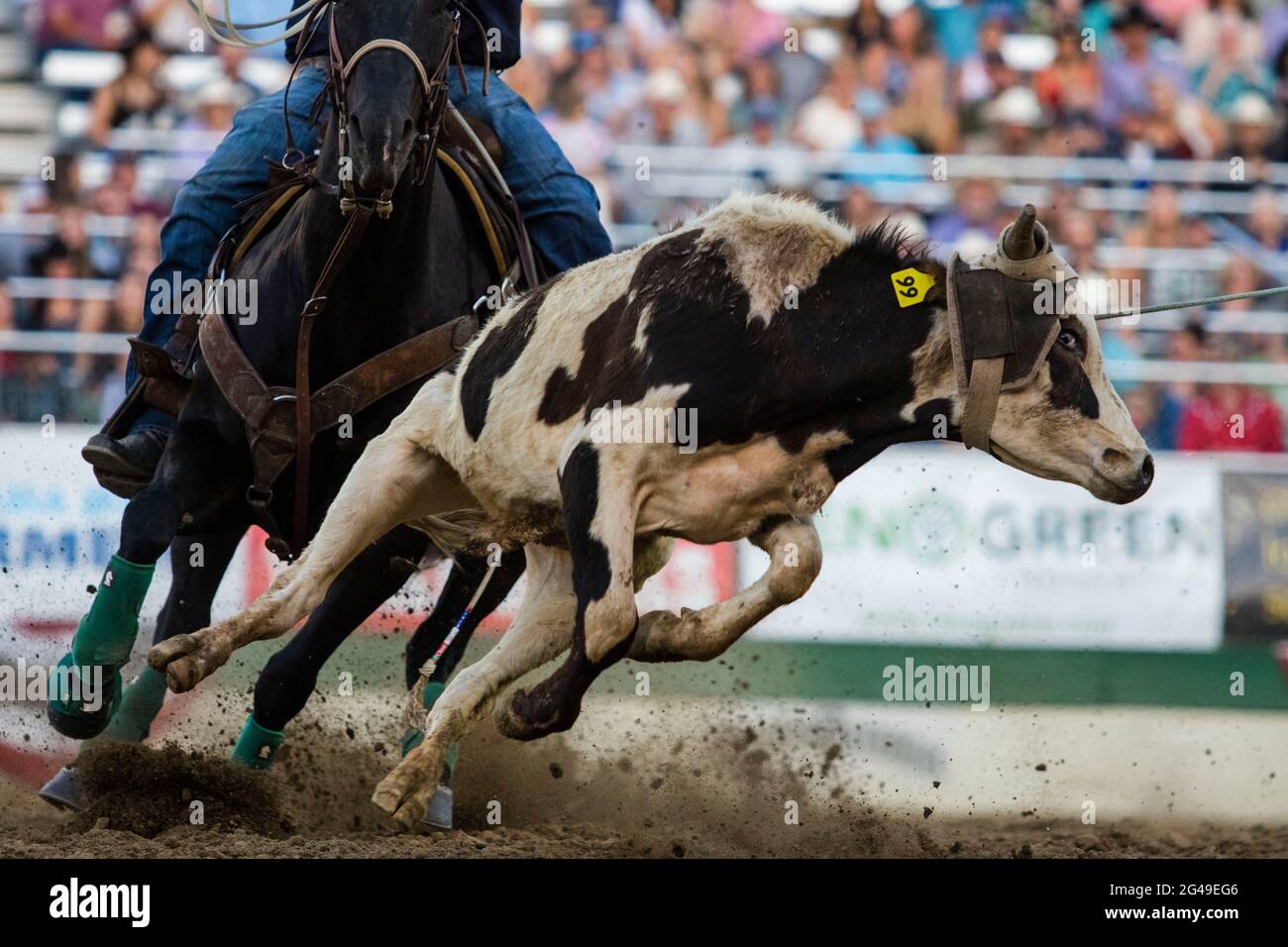 Kick Rope Cow Roped cow hi-res stock photography and images - Alamy