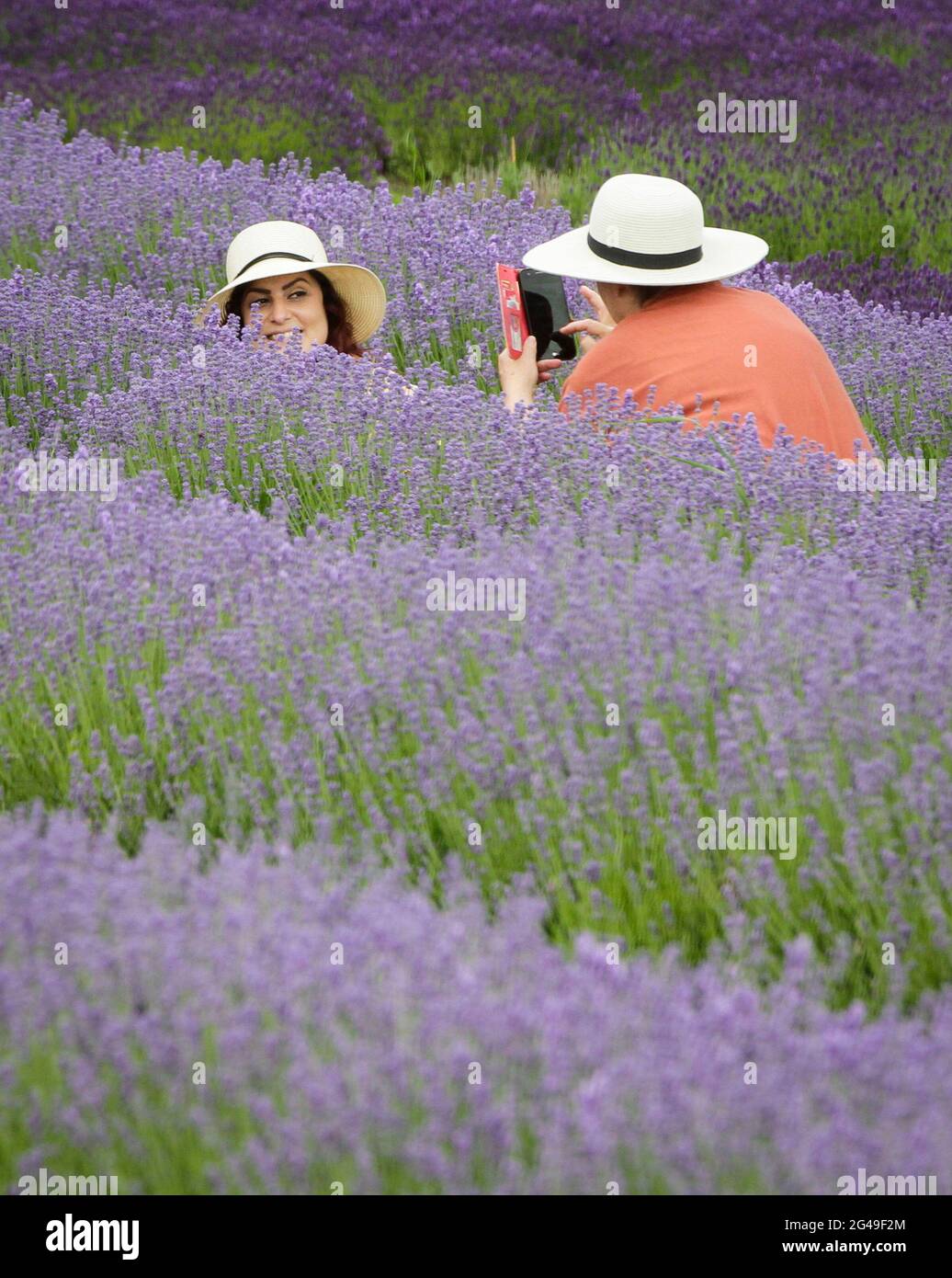 Richmond, Canada. 19th June, 2021. People take photos at a lavender farm in Richmond, British Columbia, Canada, June 19, 2021. Credit: Liang Sen/Xinhua/Alamy Live News Stock Photo