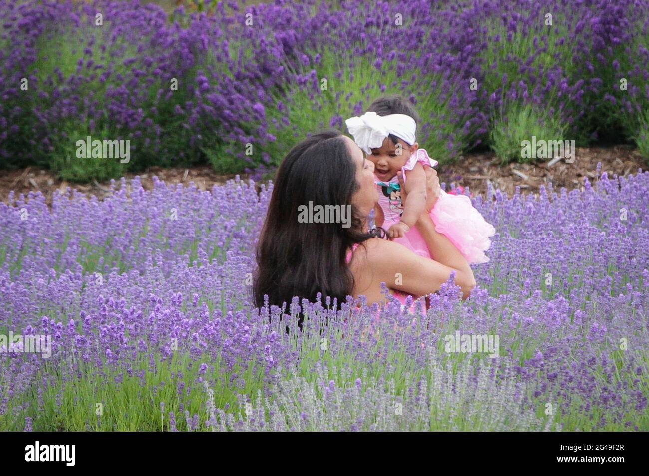Richmond, Canada. 19th June, 2021. People visit a lavender farm in Richmond, British Columbia, Canada, June 19, 2021. Credit: Liang Sen/Xinhua/Alamy Live News Stock Photo