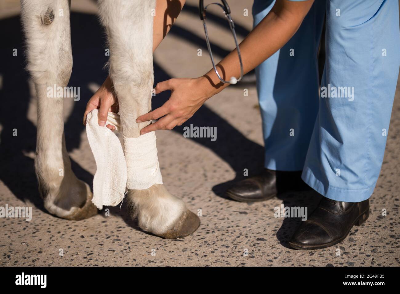Low section of female vet bandaging horse leg Stock Photo Alamy