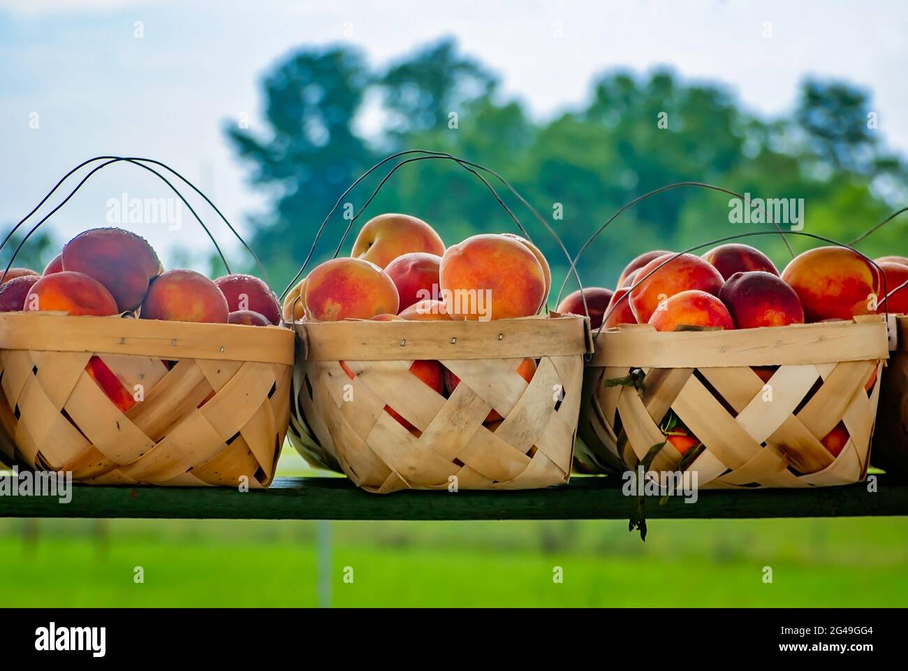 Baskets of peaches sit on a shelf at a roadside stand, July 7, 2011, in Columbus, Mississippi. Stock Photo