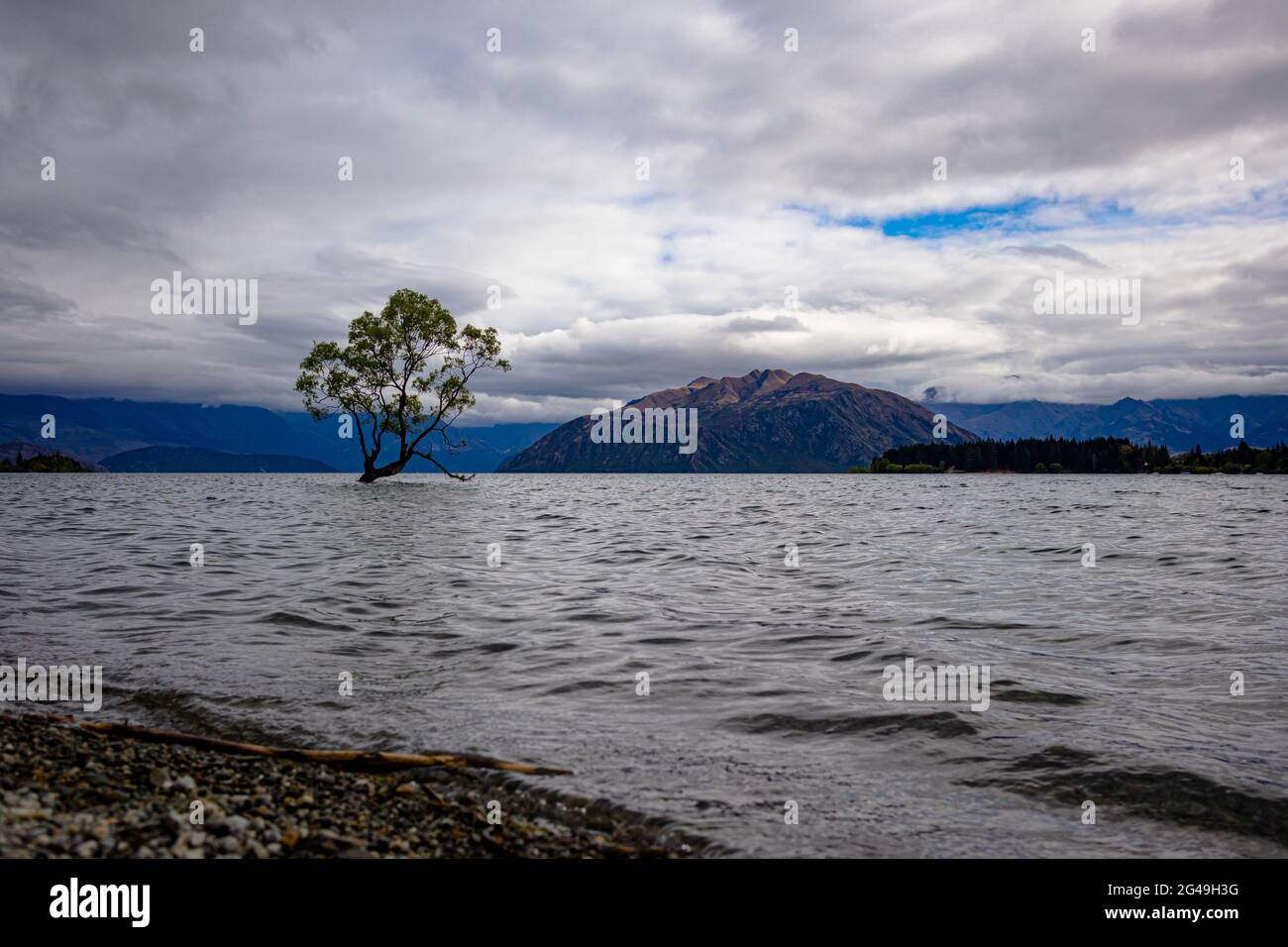 That Wanaka Tree, the most photographed tree in the world. Lake Wanaka
