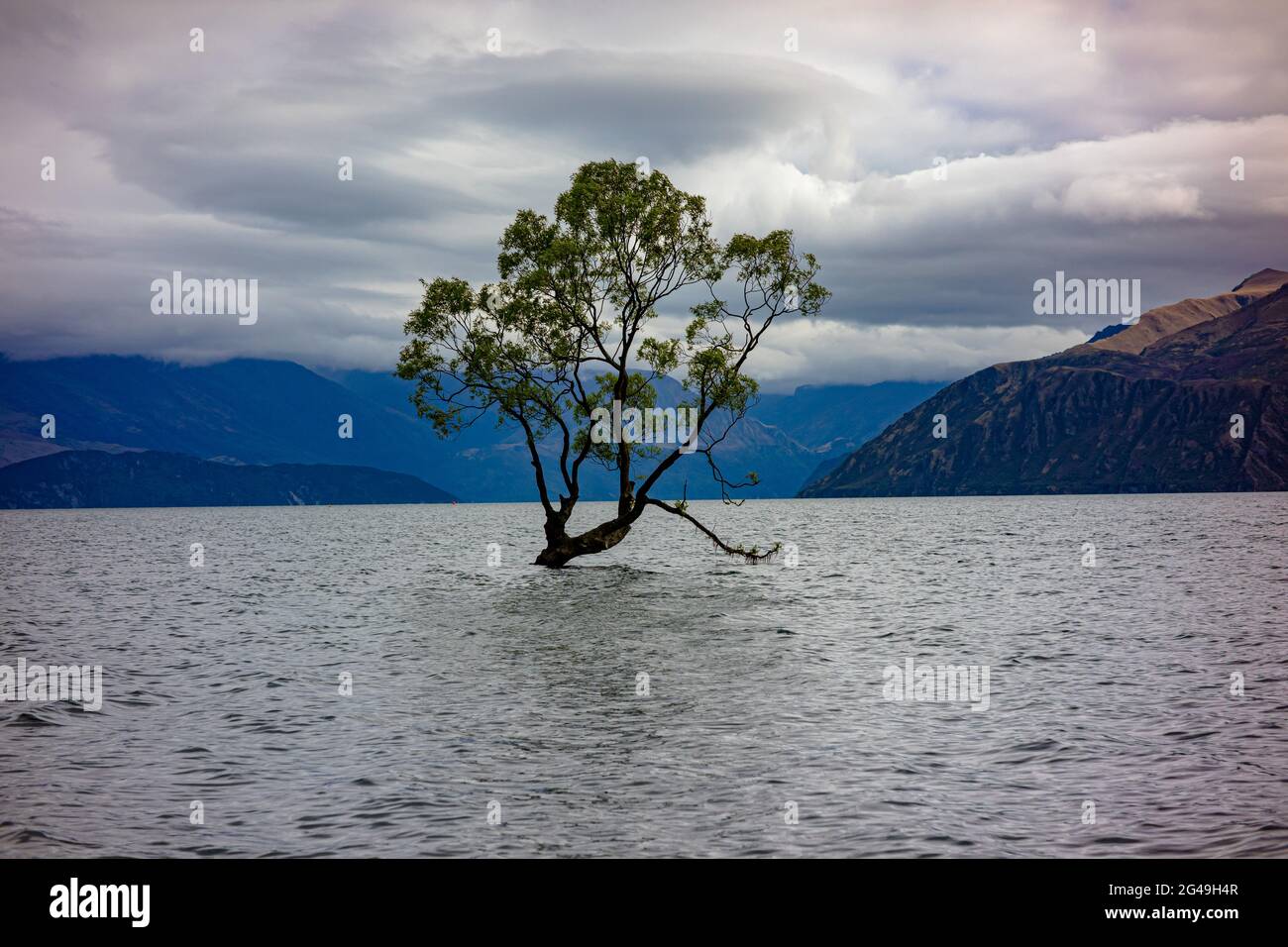 That Wanaka Tree, the most photographed tree in the world. Lake Wanaka