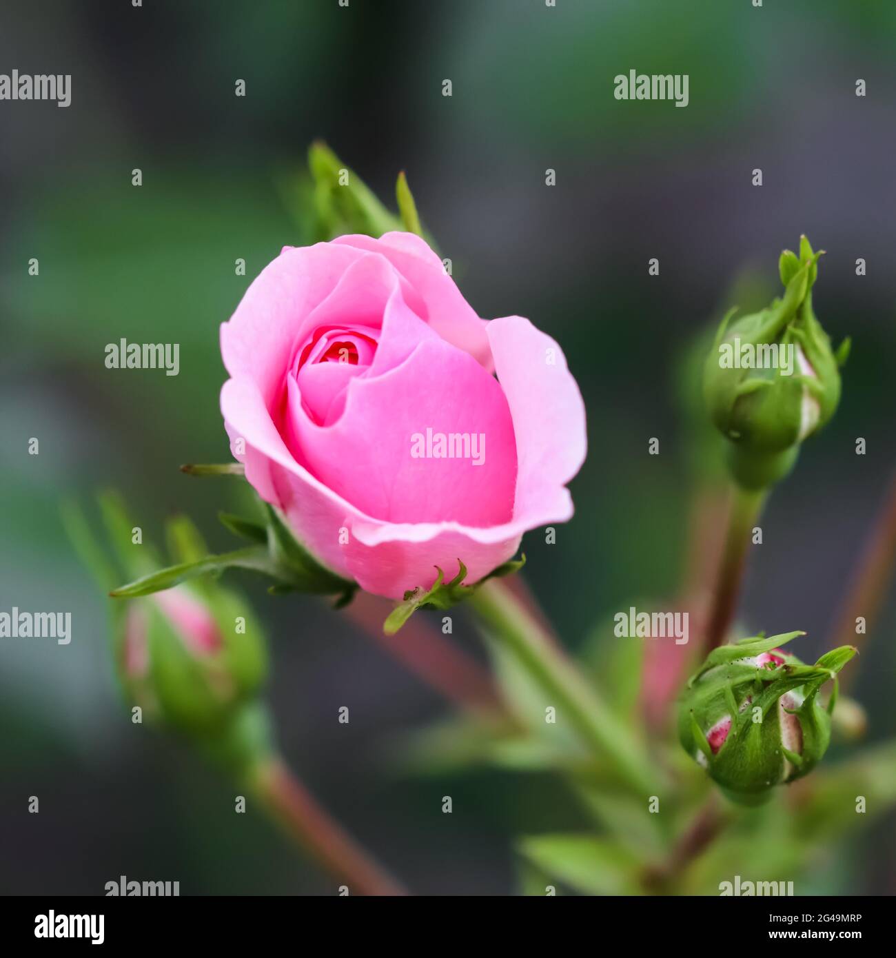 Soft pink rose Bonica with buds in the garden. Perfect for background of greeting cards for birthday, Valentine's Day and Mother Stock Photo