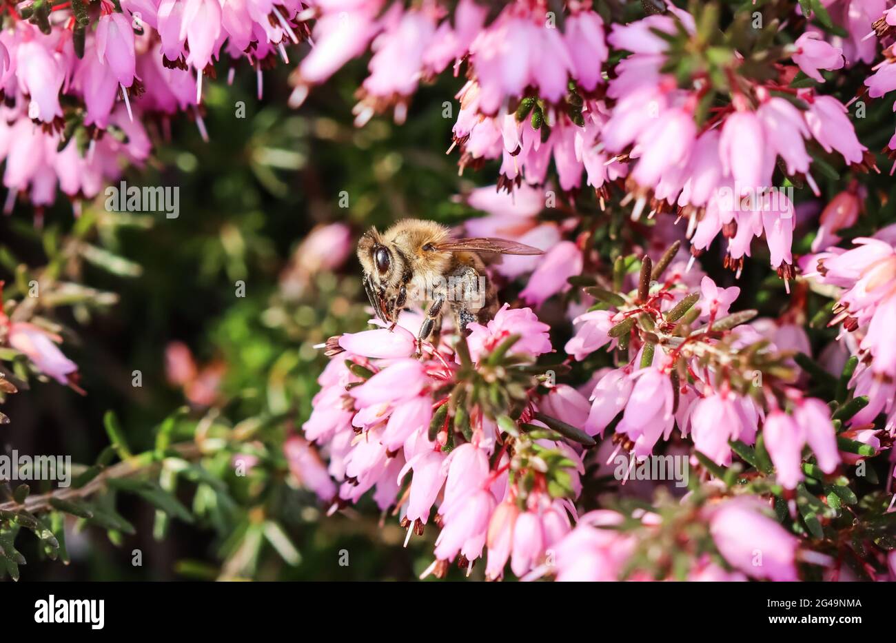 Pink Erica Carnea flowers (Winter Hit) and a working bee in a spring garden Stock Photo