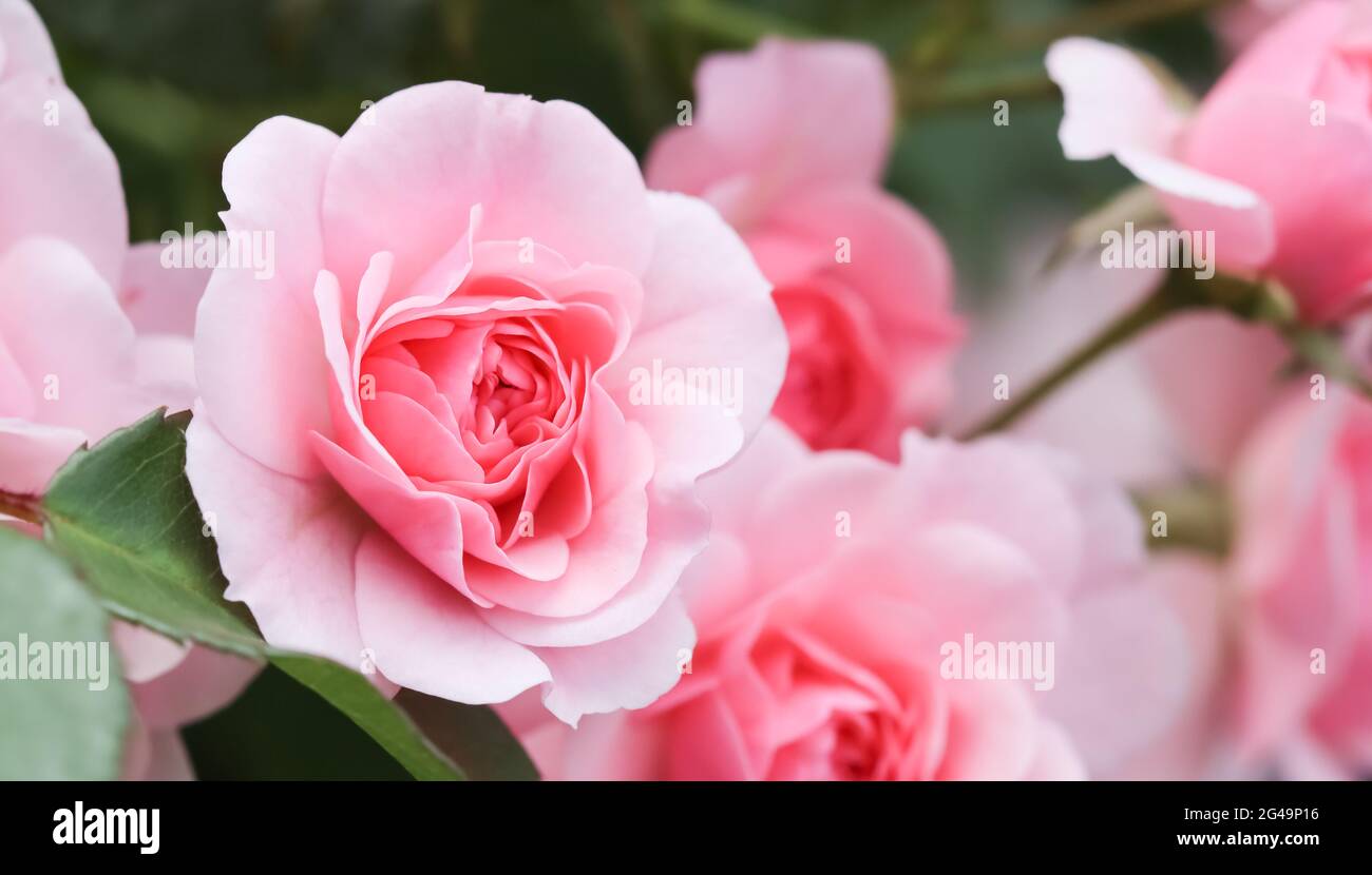 Beautiful pink roses Bonica in the garden. Perfect for background of greeting cards for birthday, Valentine's Day and Mother's D Stock Photo