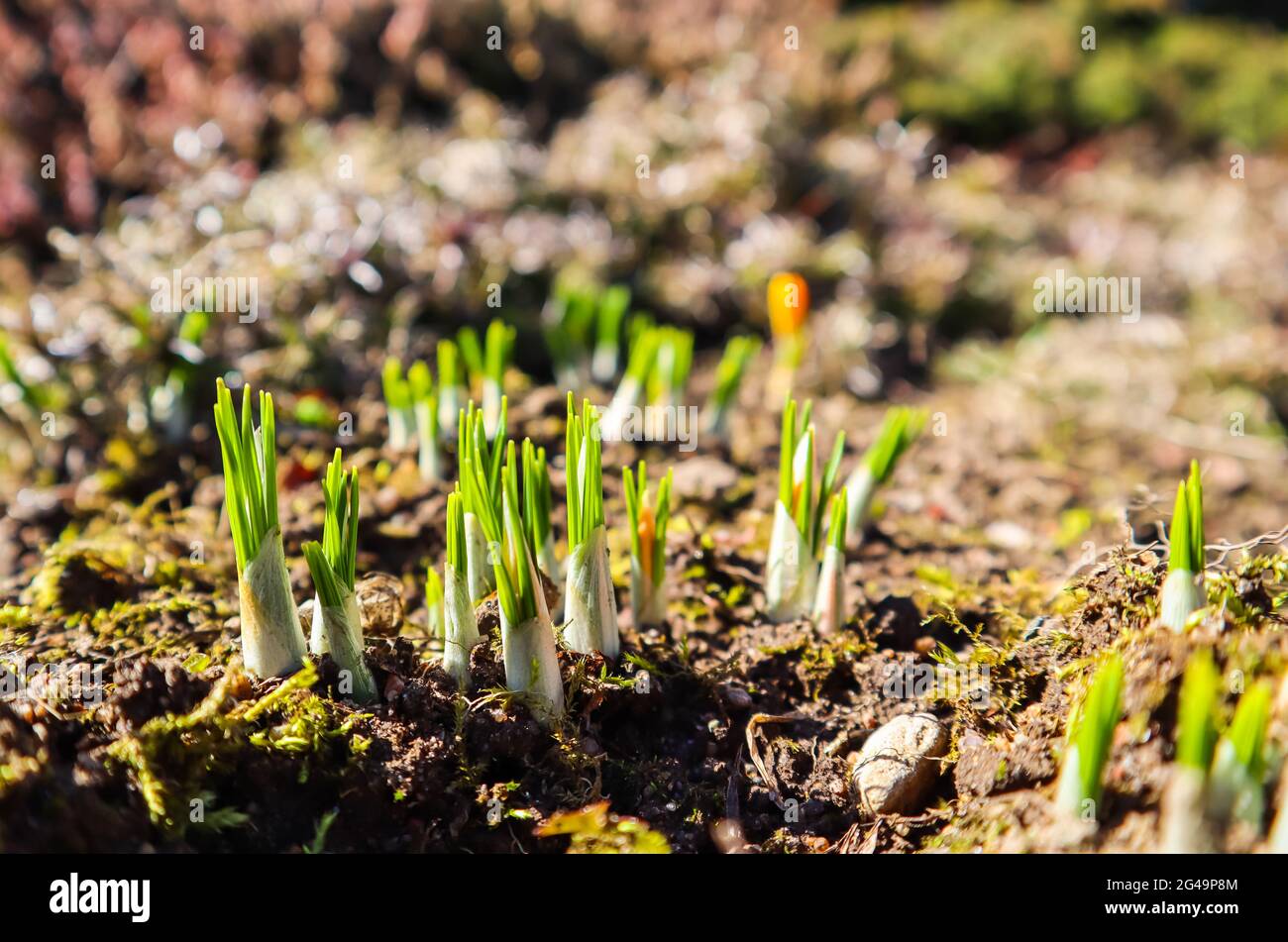 Spring is coming. The first yellow crocuses in my garden on a sunny day Stock Photo