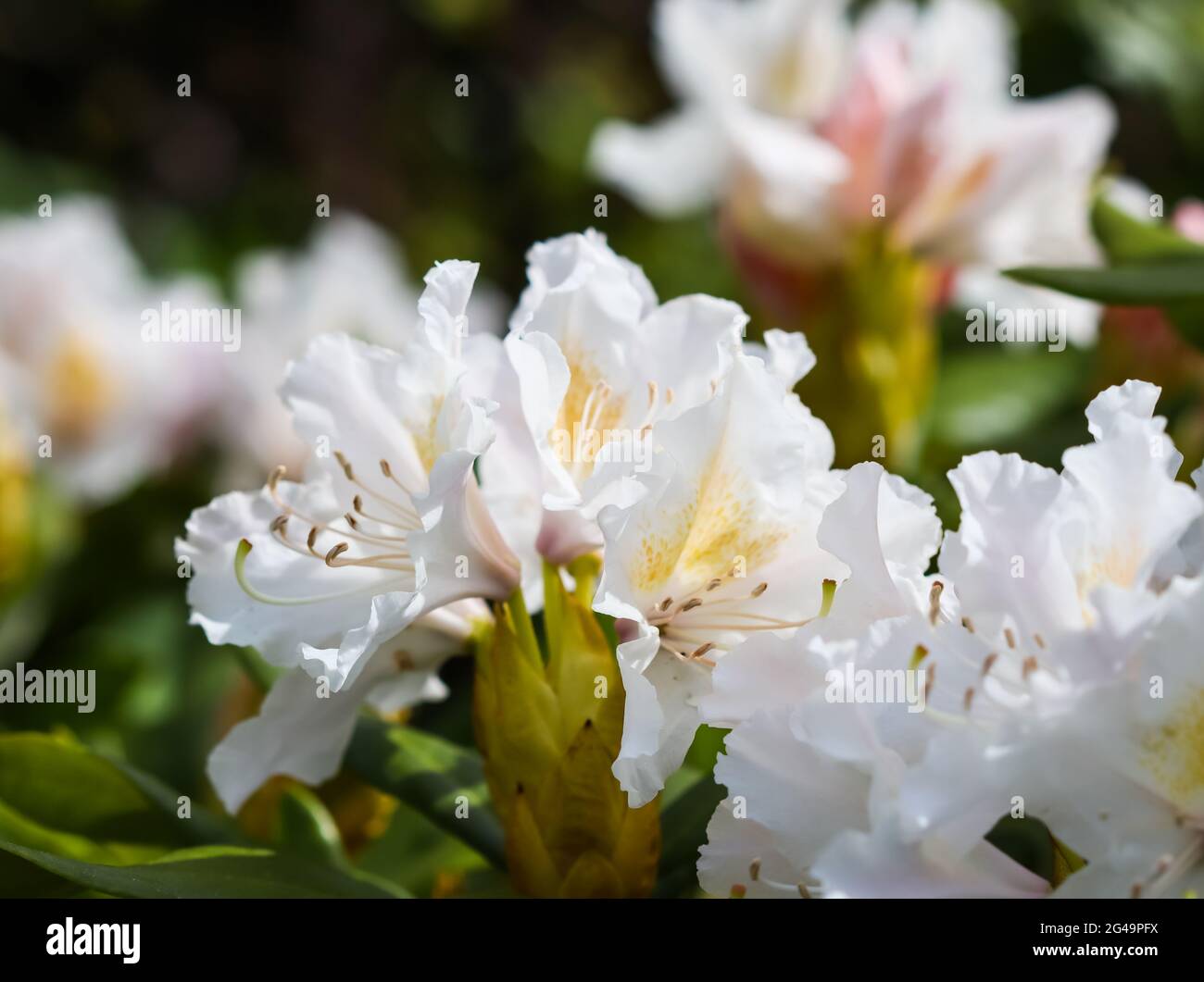 Blooming beautiful white flower of Rhododendron Cunningham's White in spring garden. Gardening concept. Floral background Stock Photo