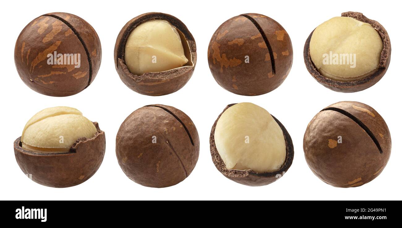 Macadamia nuts isolated on white background with clipping path Stock Photo