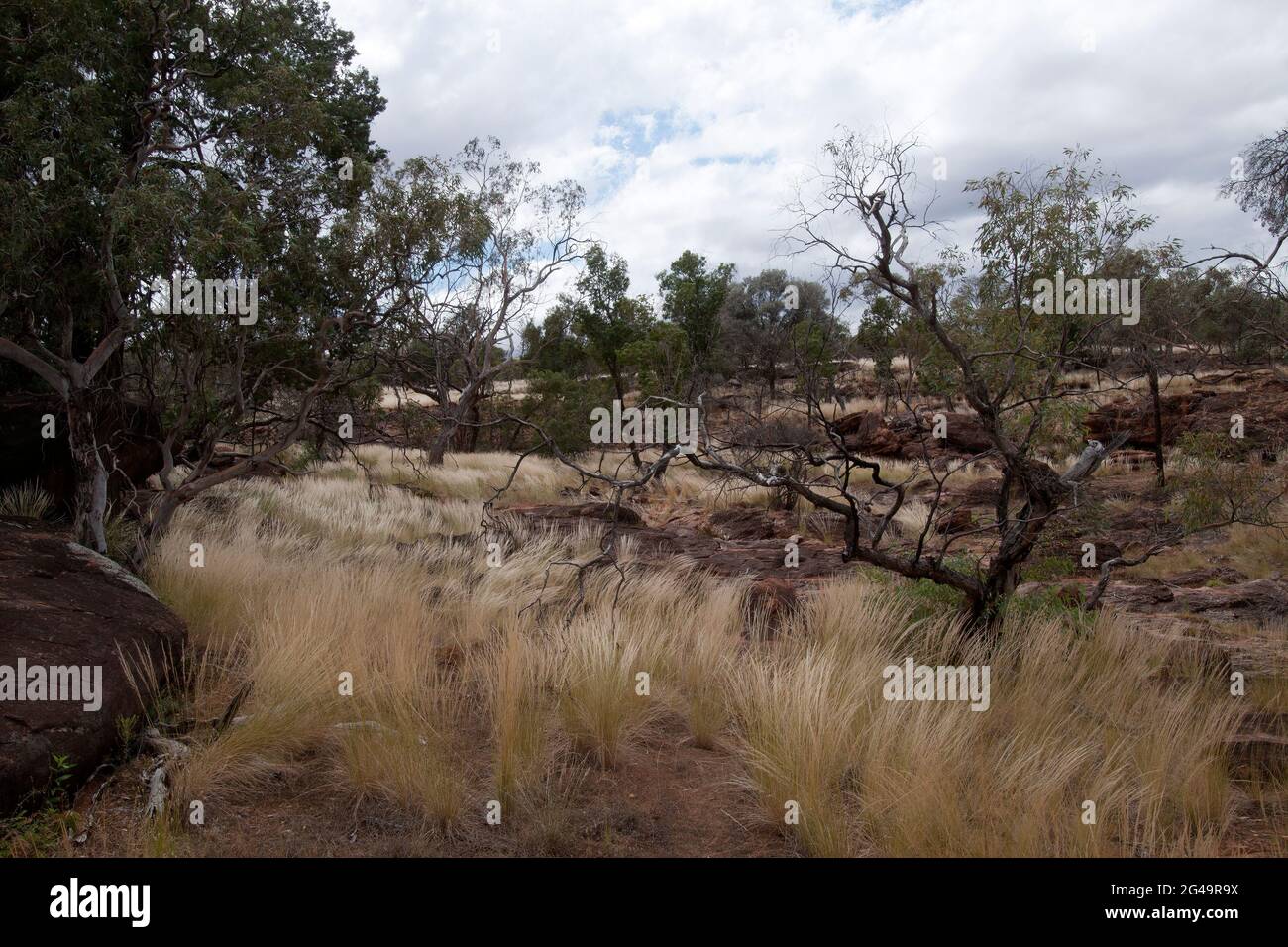 Cobar Australia, rural scene across rocky ground with native grasses