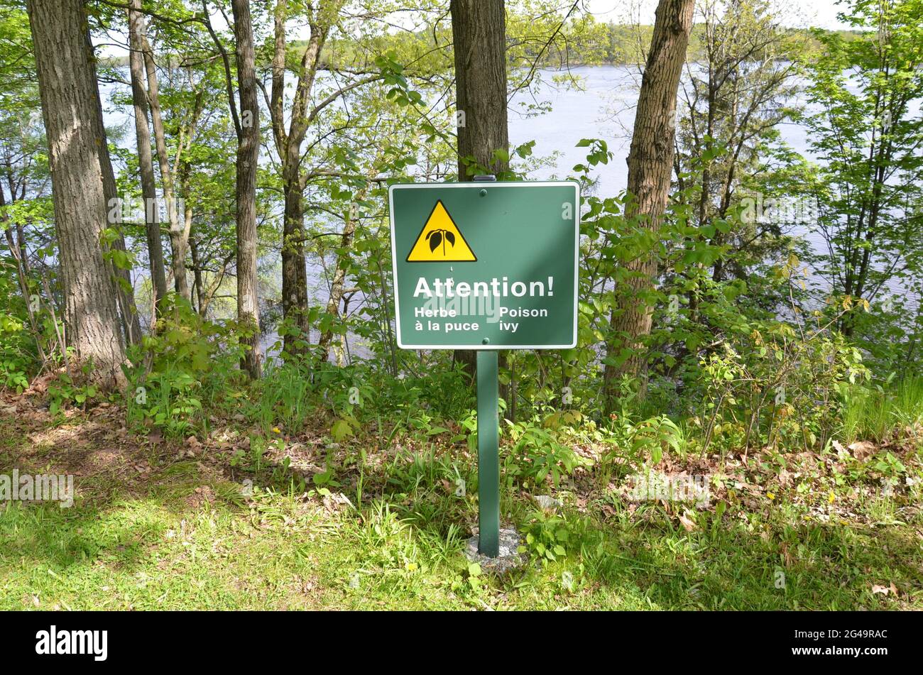 attention poison ivy sign with plants and trees and water Stock Photo