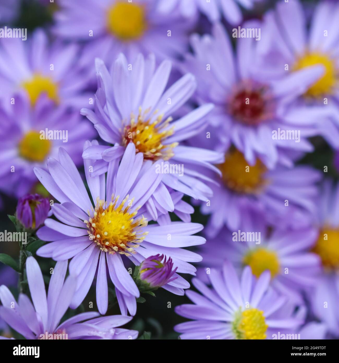 Beautiful blue flowers Sapphire Mist.Aster in autumn garden Stock Photo