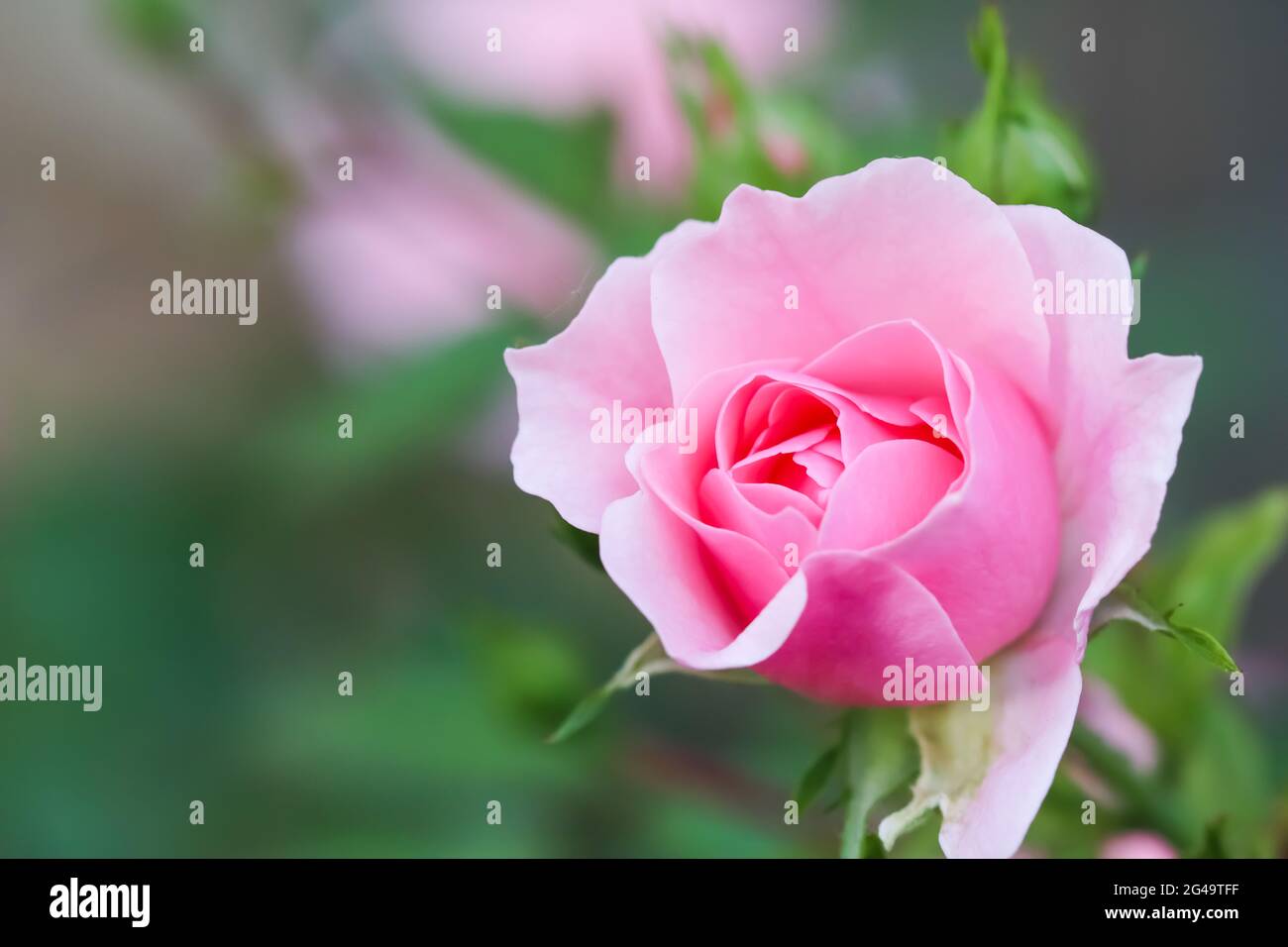Soft pink rose Bonica with buds in the garden. Perfect for background of greeting cards for birthday, Valentine's Day and Mother Stock Photo
