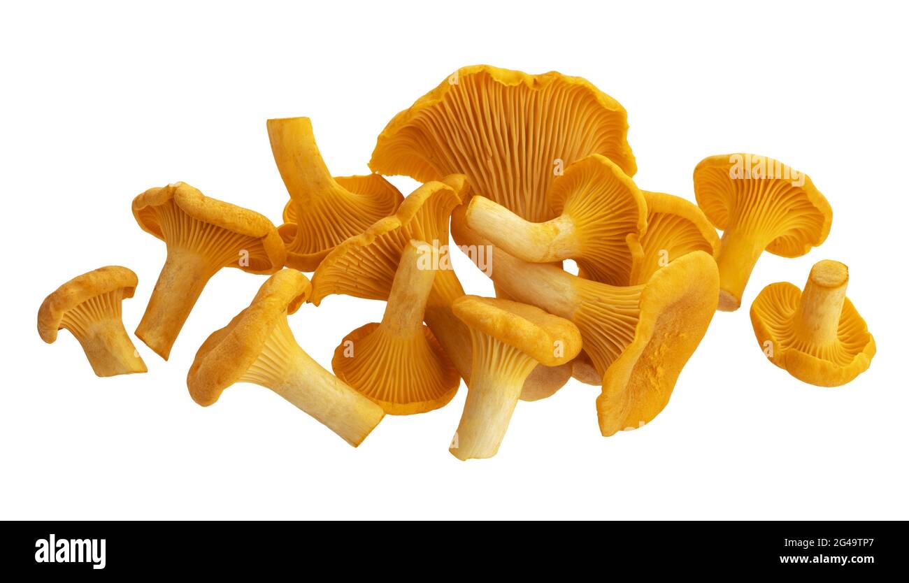 Fresh chanterelle mushrooms isolated on white background Stock Photo