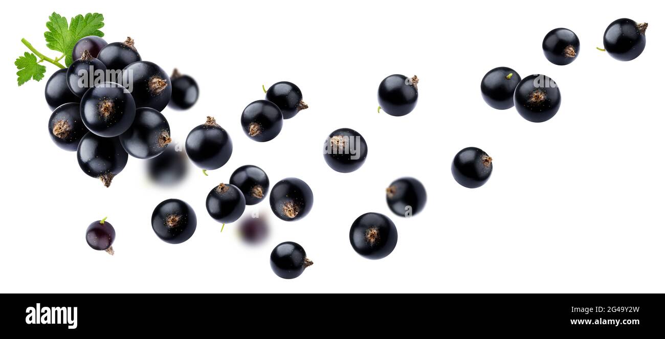 Falling black currant isolated on white background Stock Photo