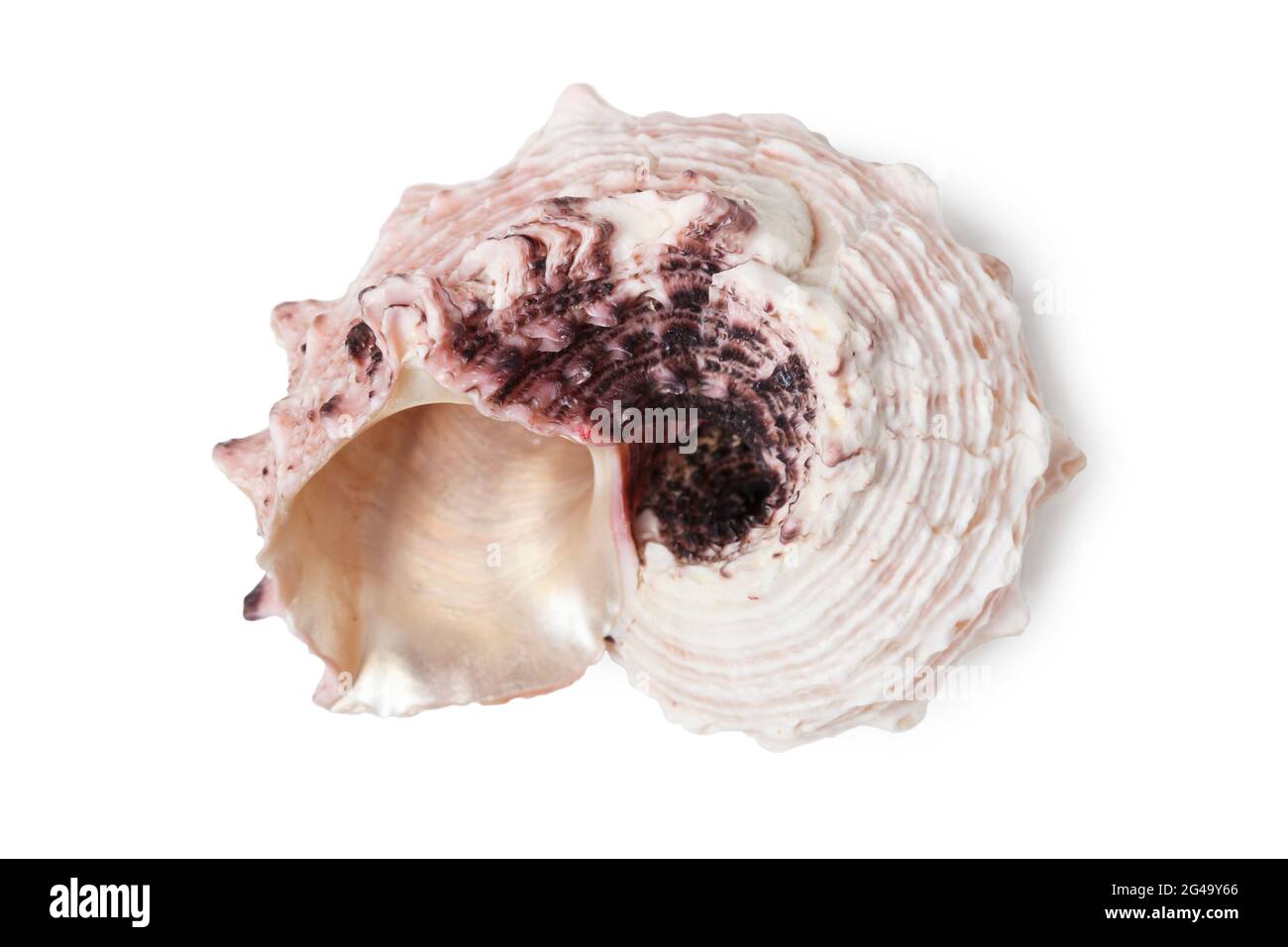 Sea clam shell close up isolated on white Stock Photo