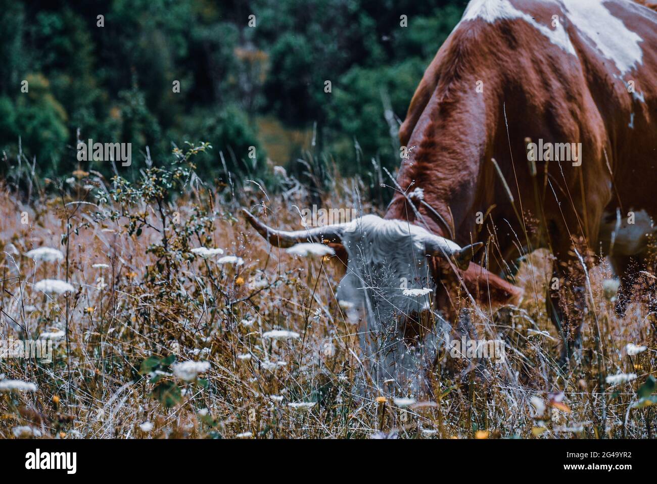 A closeup shot of a cow with horns grazing grass in a field Stock Photo ...