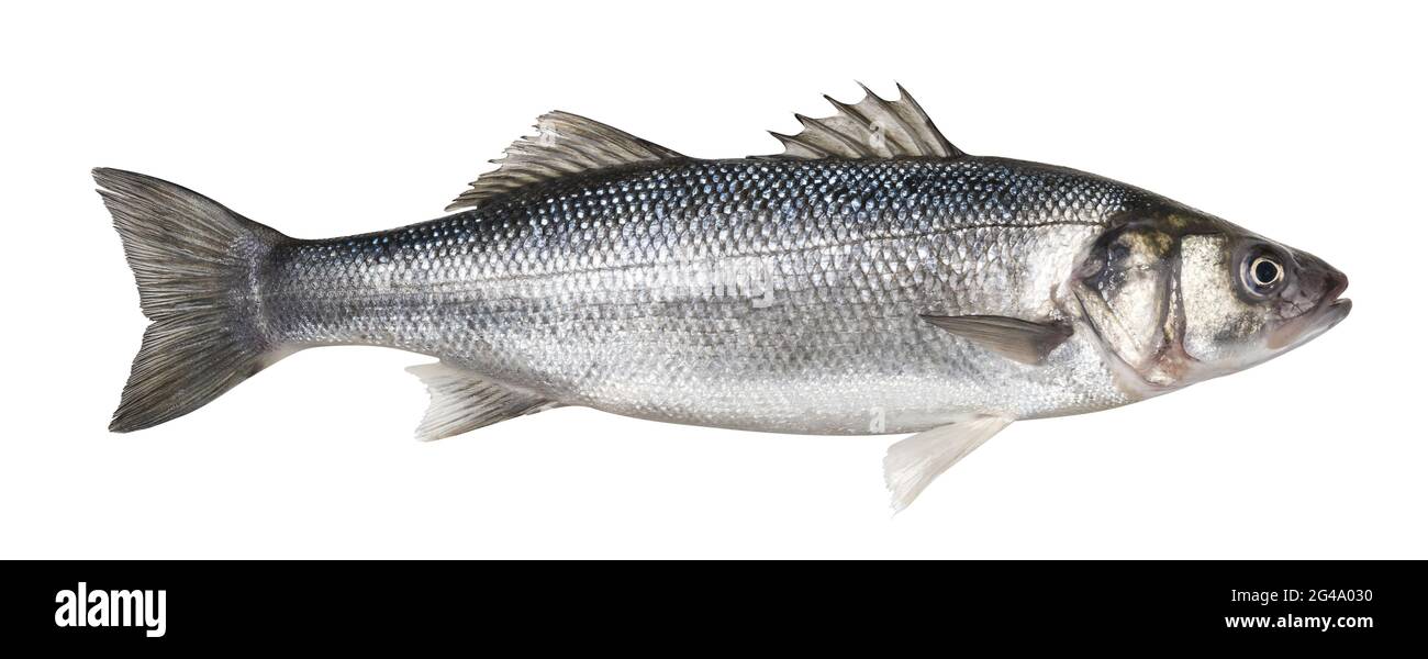 White bass fish hi-res stock photography and images - Alamy